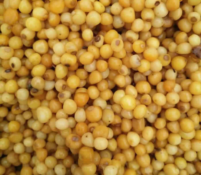 黃精價(jià)格多少錢一斤