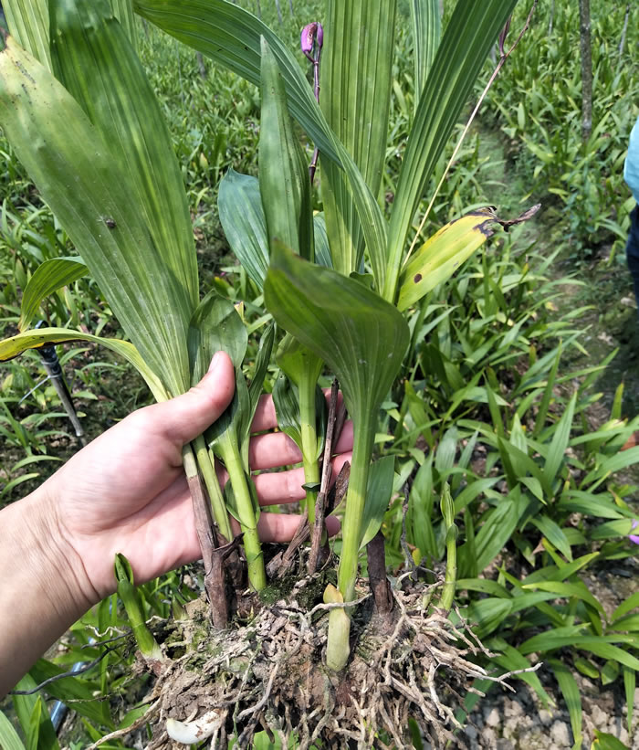 ��ܸ�Nֲ����