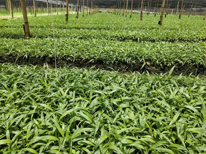 ��ܸ¶����